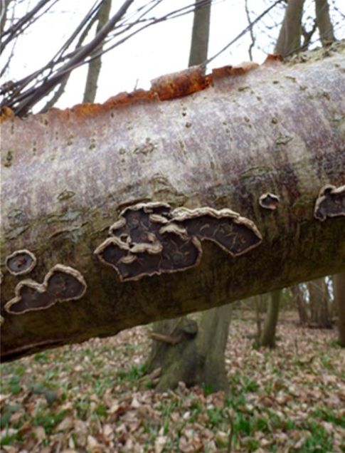 Senescent fruiting bodies cracking beneath on fallen birch in Gusted Hall Wood, Essex 